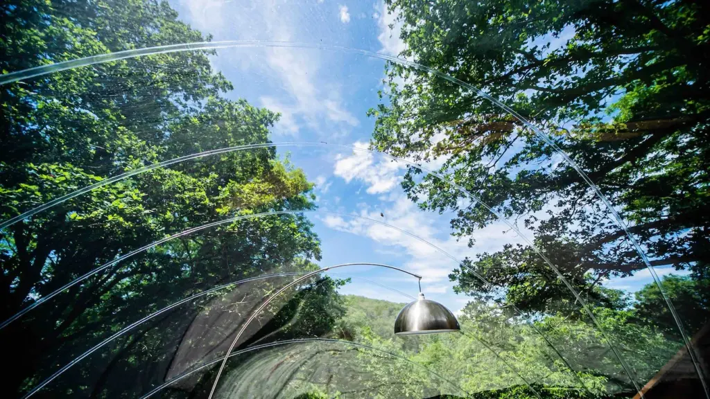 Bon Air Club : vue sur les arbres depuis la bulle