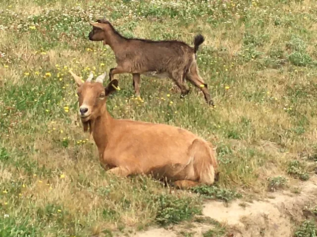 Bulle des 2 Arbres de la Sagesse : mini chèvres du domaine