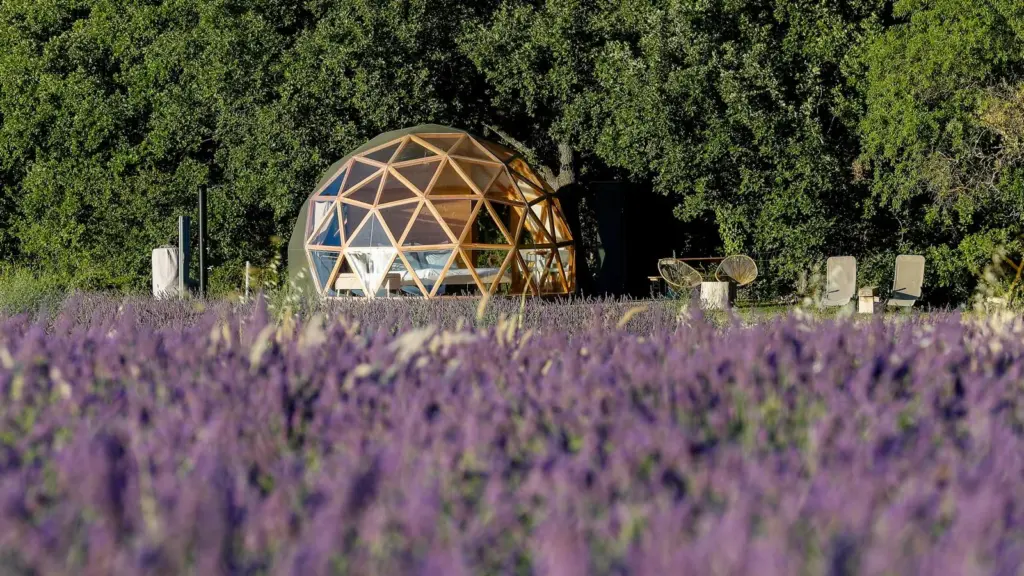 Bulle du Lavandin : dôme au bord du champ de lavande en fleurs