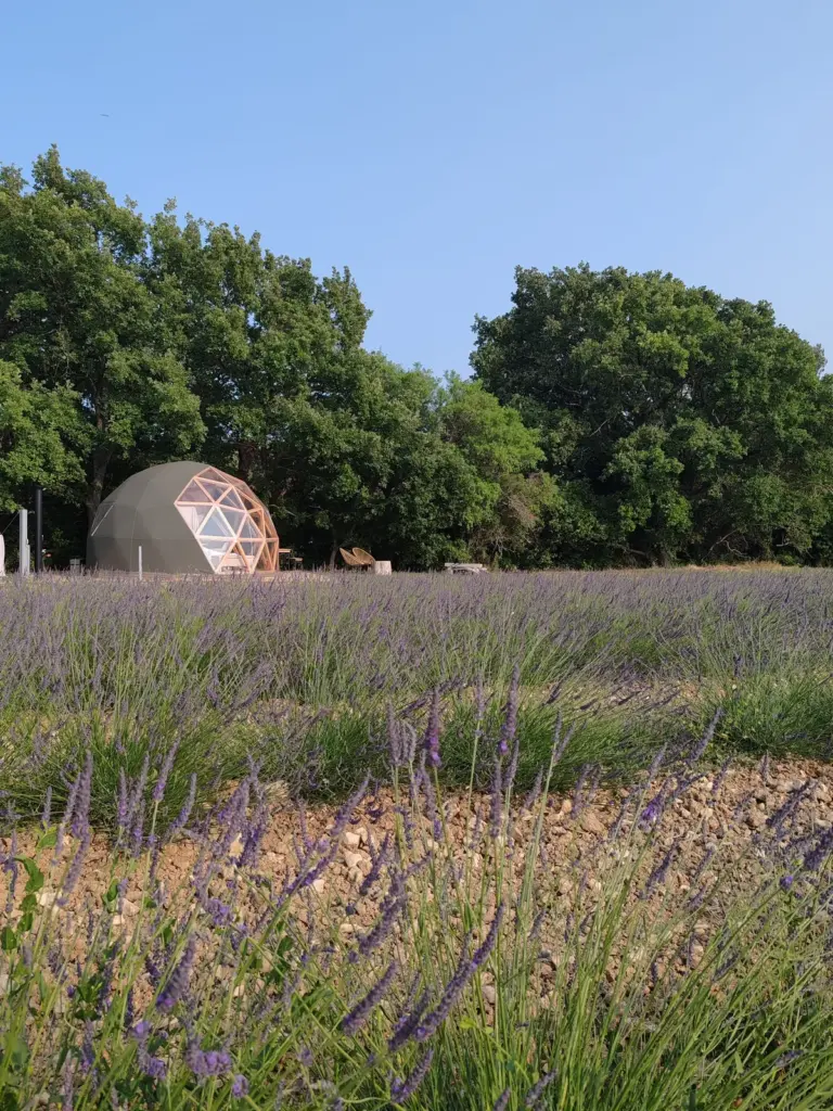 Bulle du Lavandin : lavande en fleurs devant le dôme