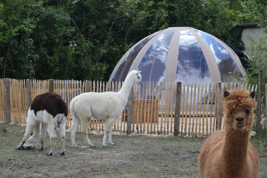 Buller D'tente : alpagas devant la bulle