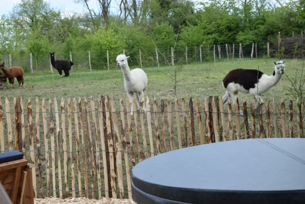 Buller D'tente : alpagas dans le pré à côté du spa