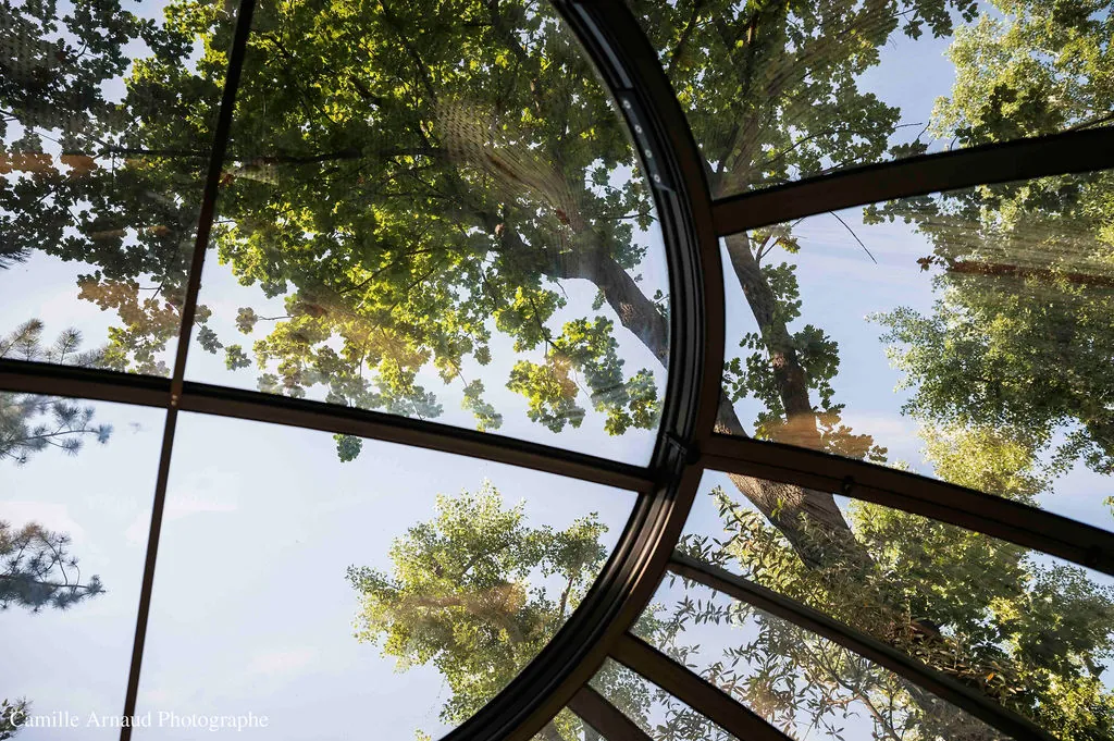 Bulles d'Olive : les arbres à travers la bulle