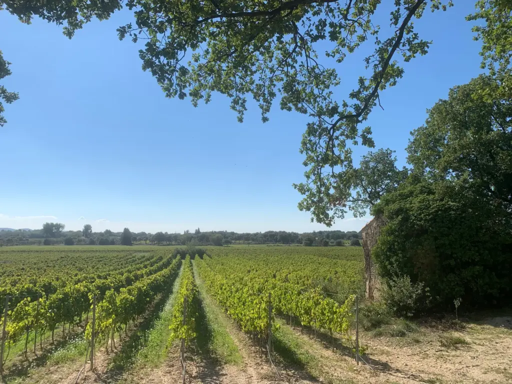 Domaine de Regardebon : vignobles autour du domaine