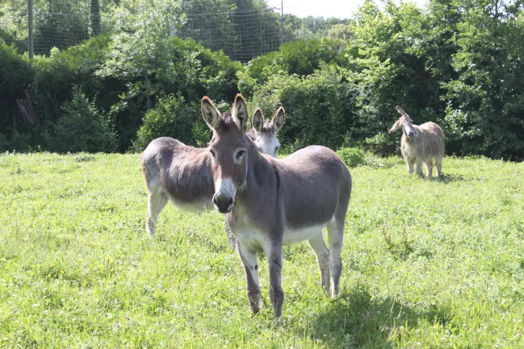 Domaine de Suzel : ânes du domaine