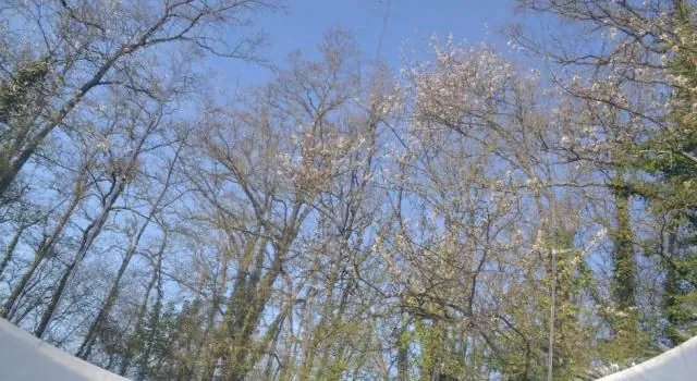 Domaine des Vaulx : vue sur les arbres depuis la bulle