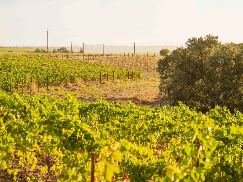 Les Grandes Marges : cultures du domaine