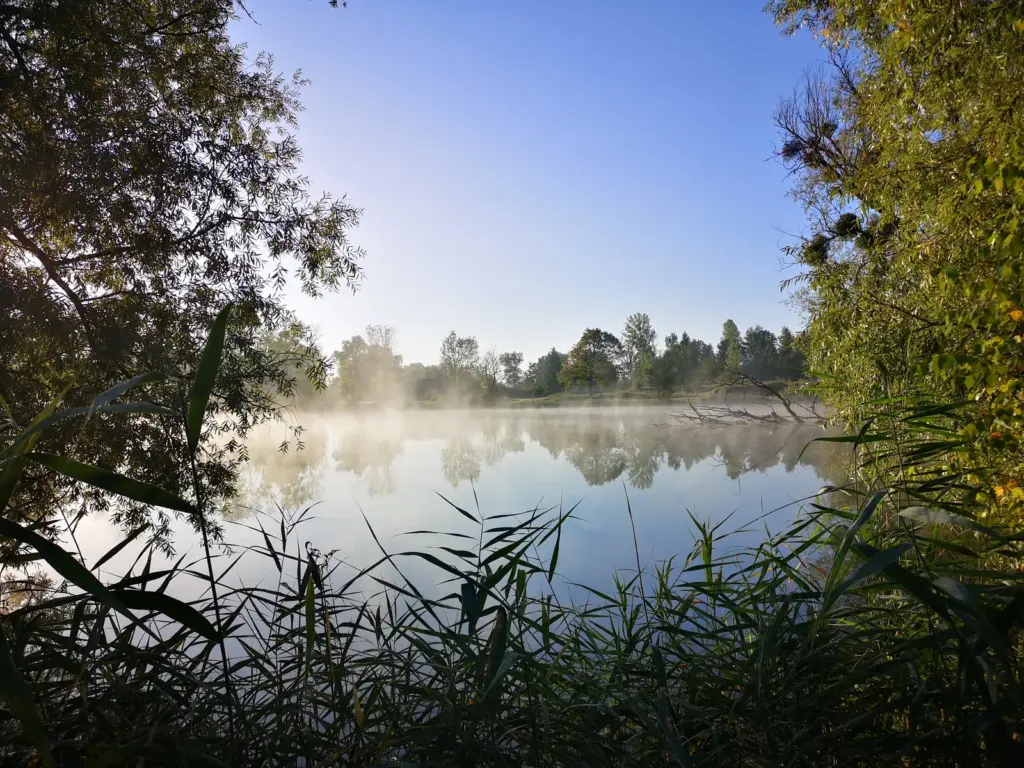 État Nature : brume sur l'étang au lever du soleil