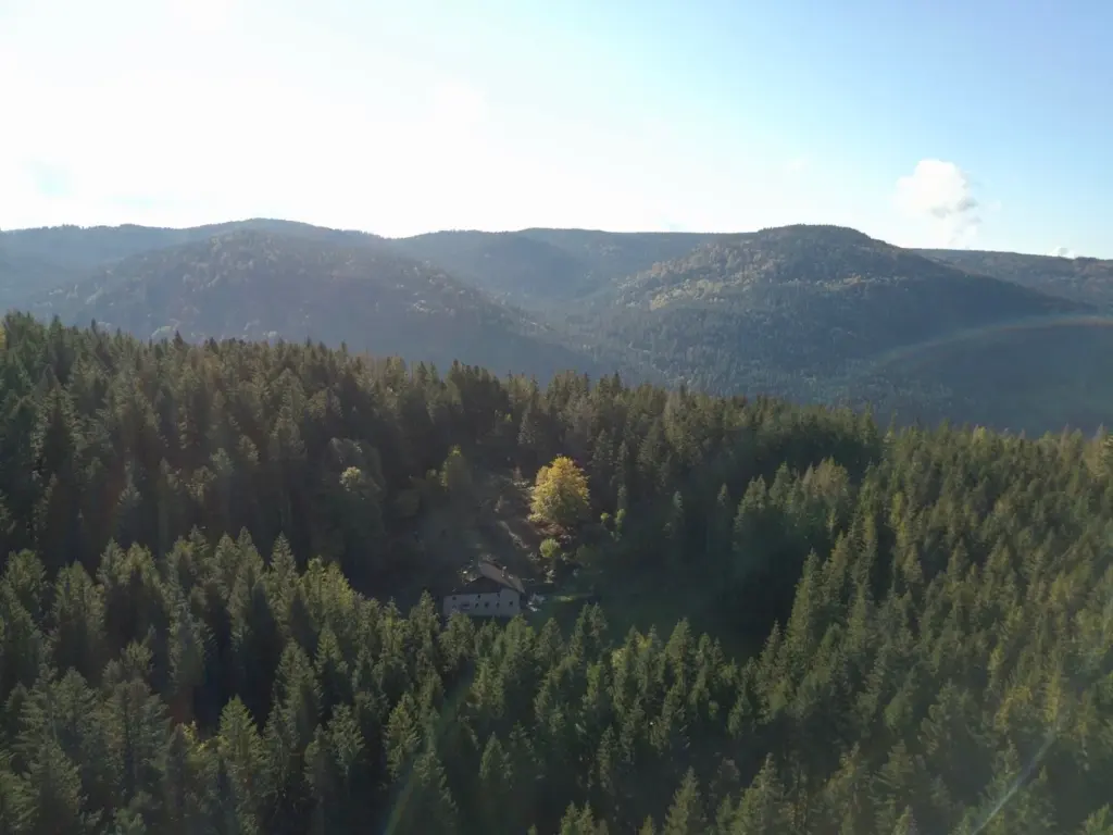 Ferme Jean des Houx : forêt vosgienne autour de la ferme