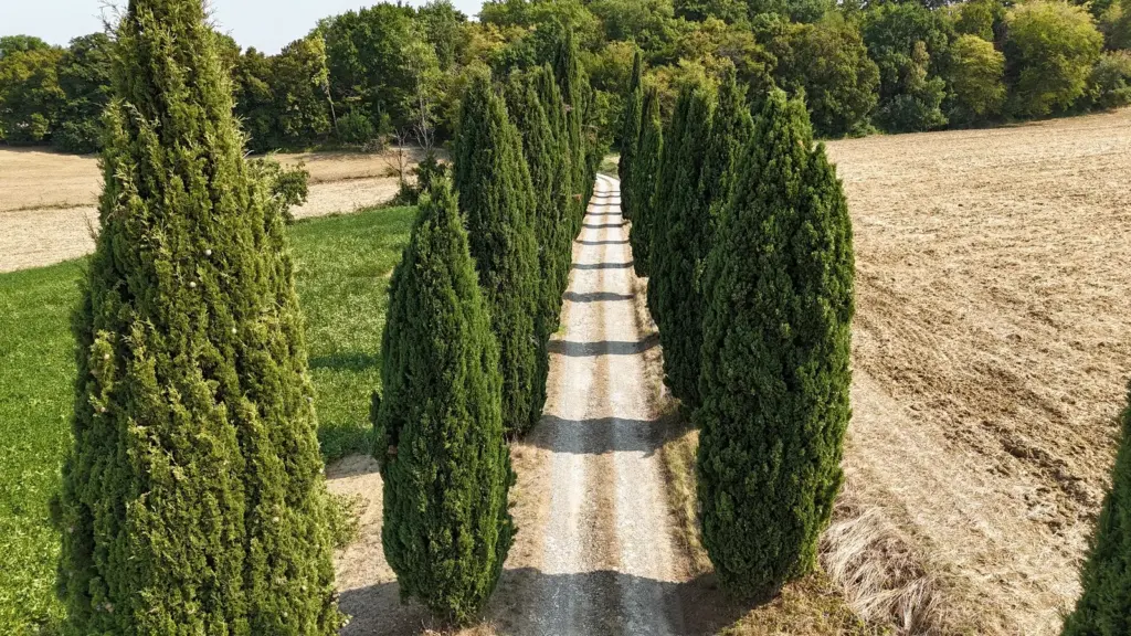 Glamping Gascon : allée de cyprès menant au domaine