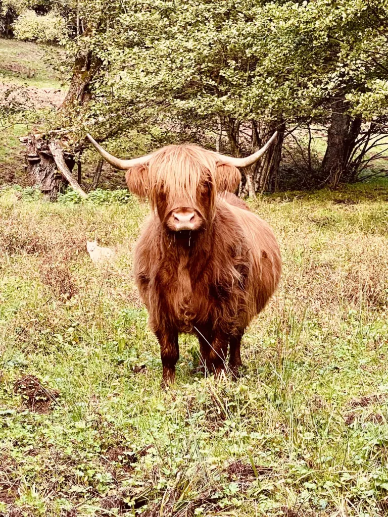 La Grange d'Hélène : vache highland du domaine