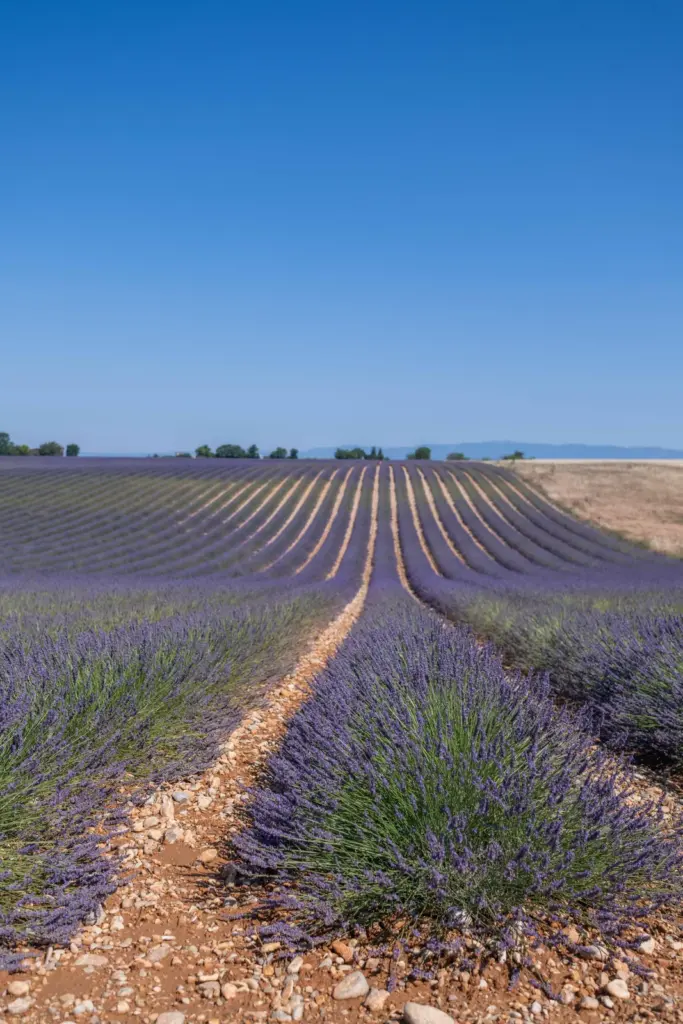 Lavan'dôme : champ de lavande du plateau de Valensole