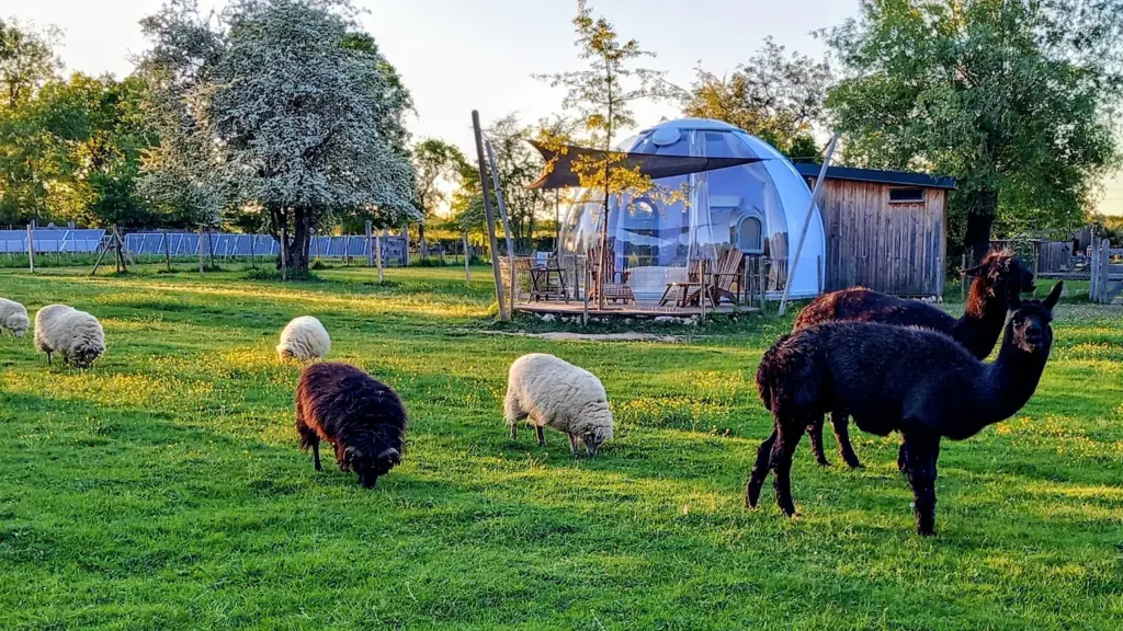 Le Corbier : bulle au milieu des alpagas et des moutons