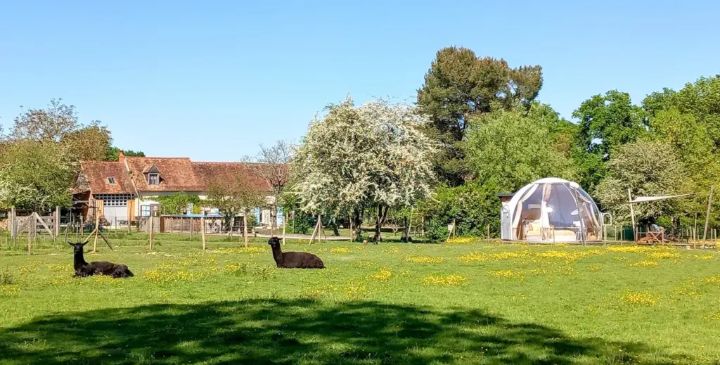 Le Corbier : prairie des alpagas