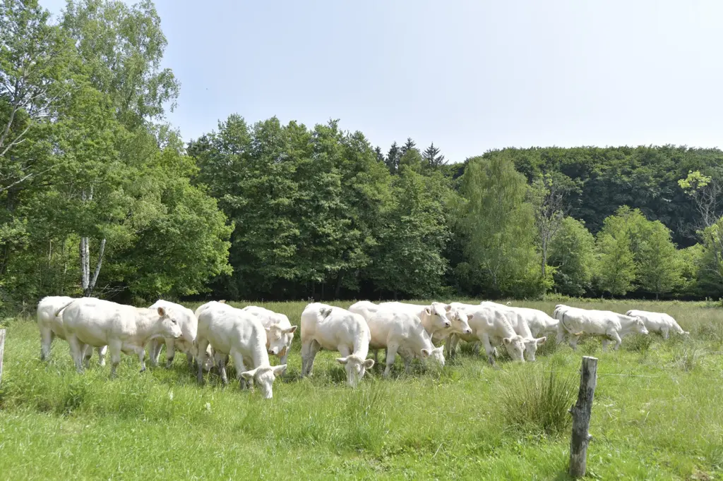 Le P'tit Monde du Morvan : vaches charolaises dans le pré voisin