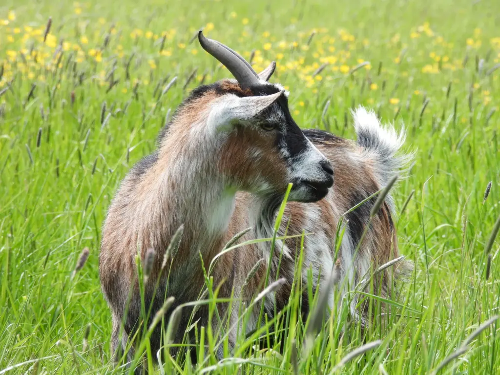 Les 2 Granges : chèvre du domaine