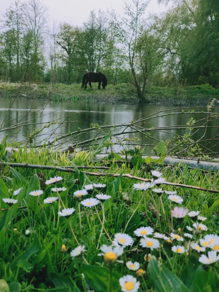 Les Aires en Scènes : prairie fleurie au bord de l'eau