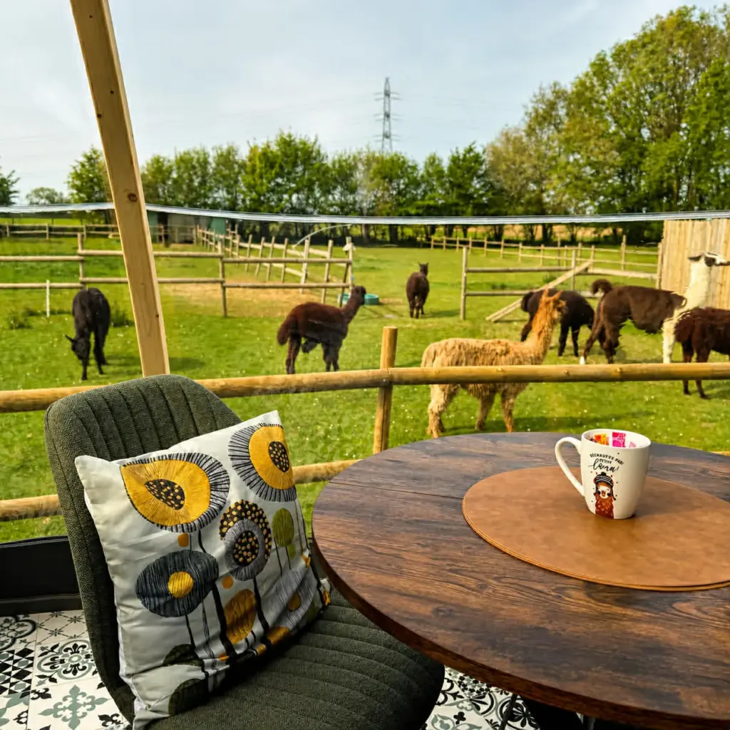 Les Alpagas du Clos : coin salon face au parc des alpagas