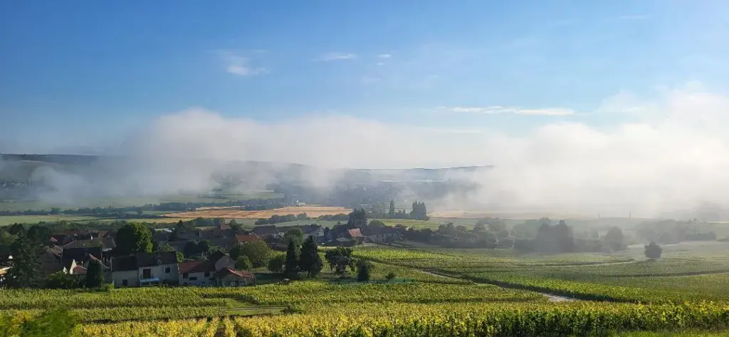 Les Bulles du Coq de Champagne : vignes et brumes de la vallée de la Marne
