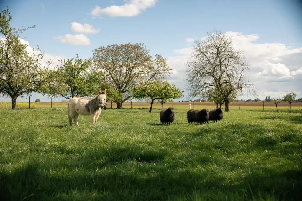 Les Écogîtes de la Sablière : animaux du domaine dans la prairie