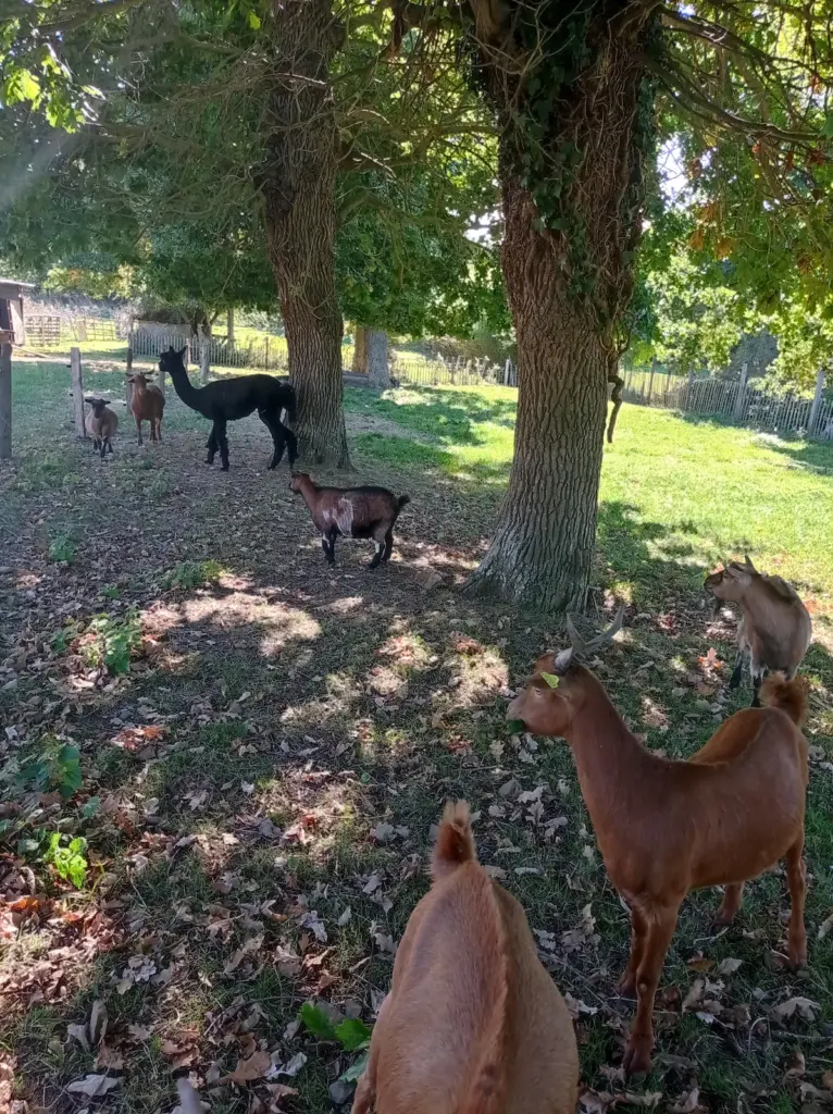 Les Insolites du Val André : animaux de la ferme du domaine